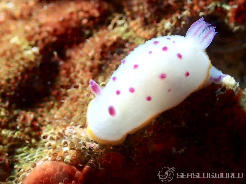 クリヤイロウミウシ Mexichromis mariei