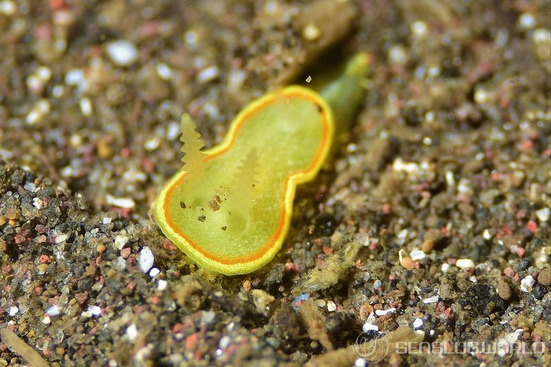 ミツイラメリウミウシ Diaphorodoris mitsuii