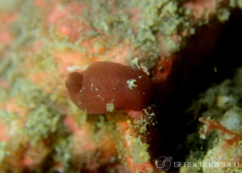 カンムリハラックサウミウシ Hallaxa iju