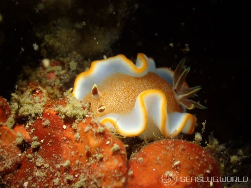 キャラメルウミウシ Glossodoris rufomarginata