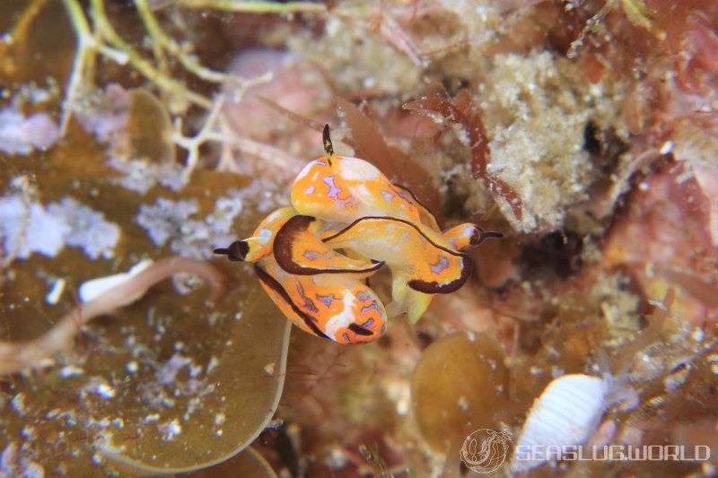 クロフチウミコチョウ Siphopteron nigromarginatum