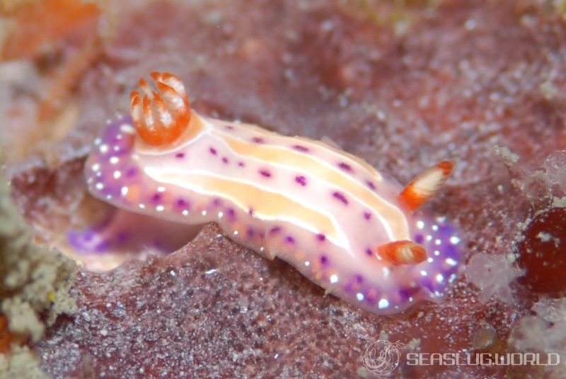mexichromis-aurora