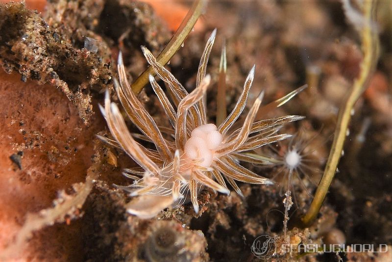 ハクセンミノウミウシ属の一種 6 Cratena sp. 6