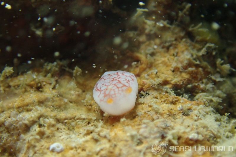 チリメンウミウシ Goniobranchus reticulatus