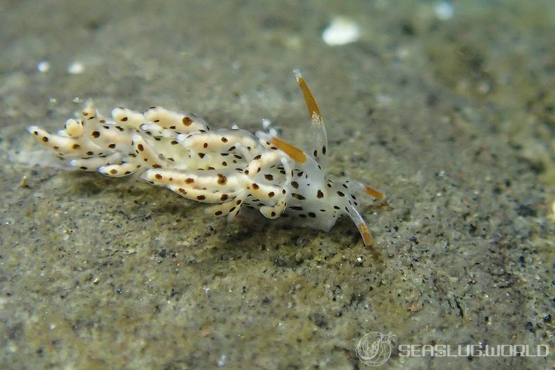 スベスベジョオウミノウミウシ Eubranchus sp. 1