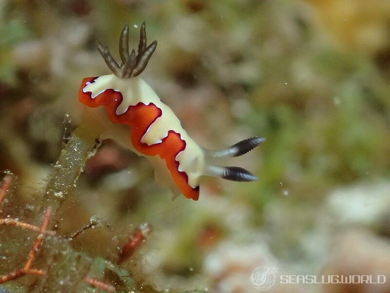 フジナミウミウシ Goniobranchus fidelis