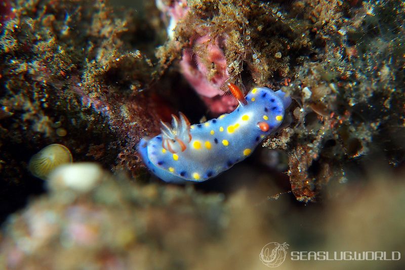 オダカホシゾラウミウシ Hypselodoris roo