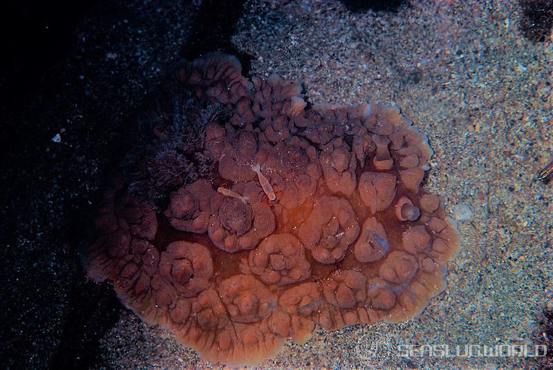 コウシンウミウシ Dendrodoris carbunculosa