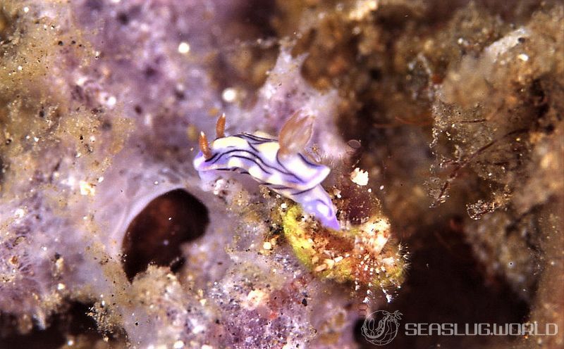 ソヨカゼイロウミウシ Hypselodoris zephyra