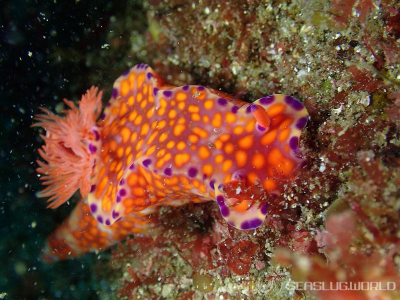 ニシキウミウシ Ceratosoma trilobatum