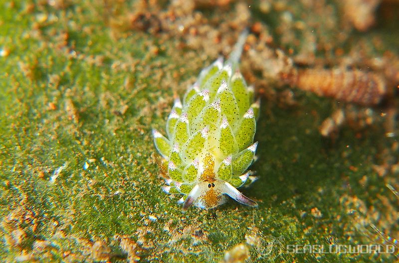 クサイロモウミウシ Costasiella paweli