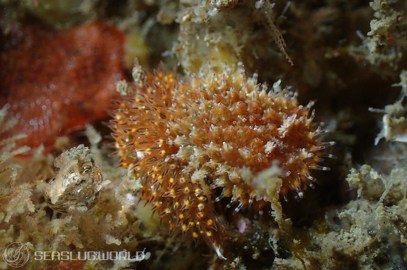 コヤナギウミウシ Janolus toyamensis