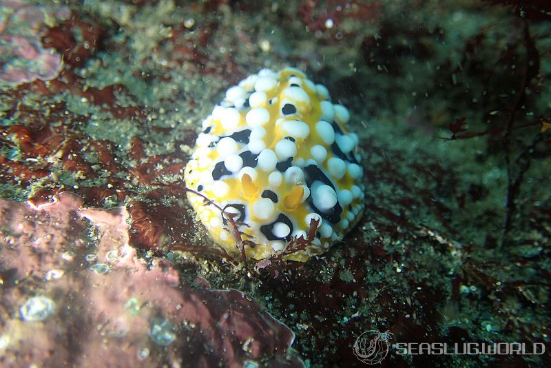 キイロイボウミウシ Phyllidia ocellata