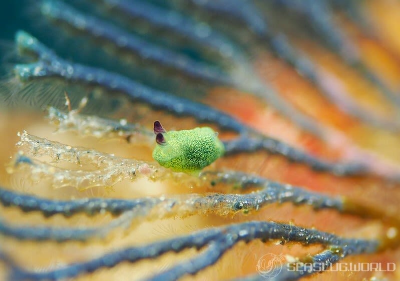 ニシキリュウグウウミウシ属の仲間 Tambja spp.