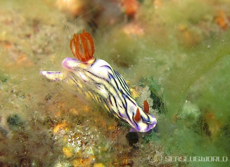 ソヨカゼイロウミウシ Hypselodoris zephyra