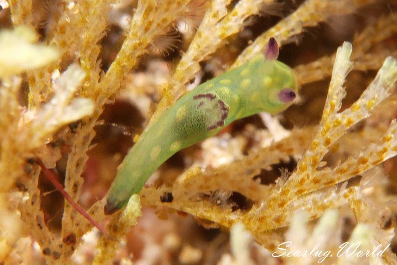 サガミリュウグウウミウシ Tambja sagamiana