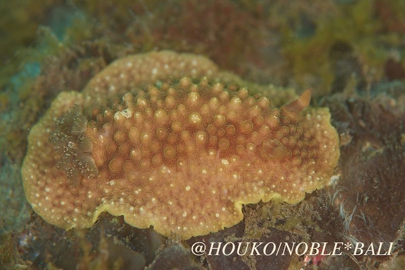 ツブツブウミウシ Carminodoris grandiflora