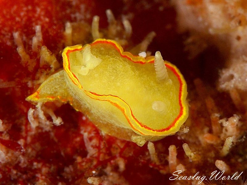 ミツイラメリウミウシ Diaphorodoris mitsuii