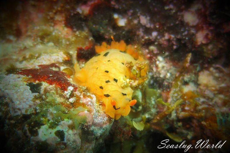 マダラウミウシ Dendrodoris fumata