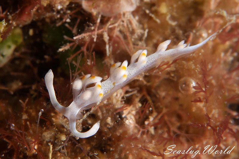 ケラマミノウミウシ Samla bicolor