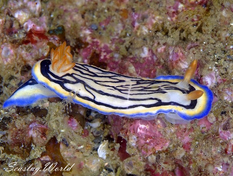 リュウモンイロウミウシ Hypselodoris maritima