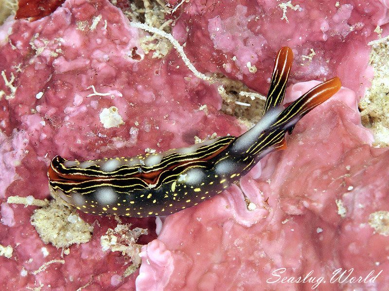 ハナミドリガイ Thuridilla splendens