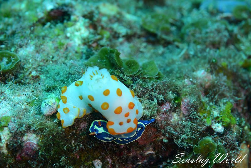 キイボキヌハダウミウシ Gymnodoris impudica