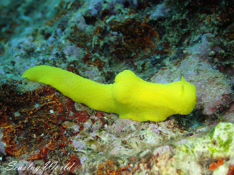 レモンウミウシ Notodoris citrina