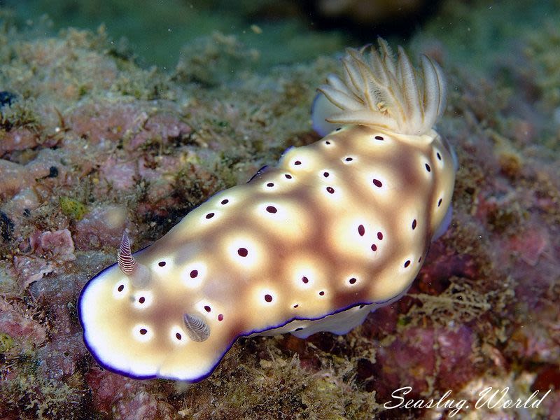 マダライロウミウシ Hypselodoris tryoni