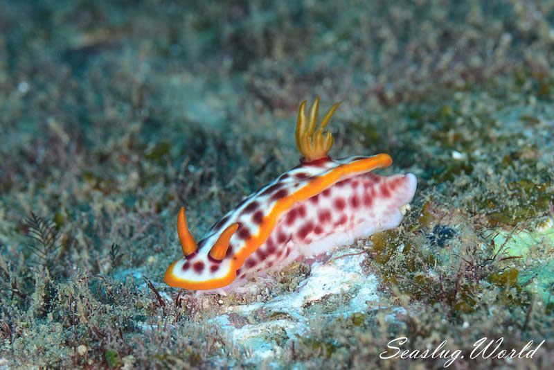 サビウライロウミウシ Hypselodoris purpureomaculosa