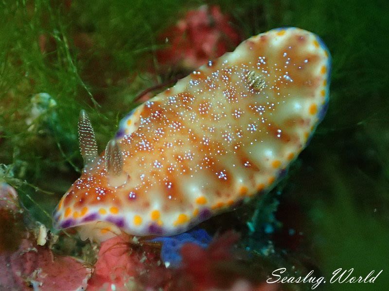 アカネコモンウミウシ Goniobranchus collingwoodi