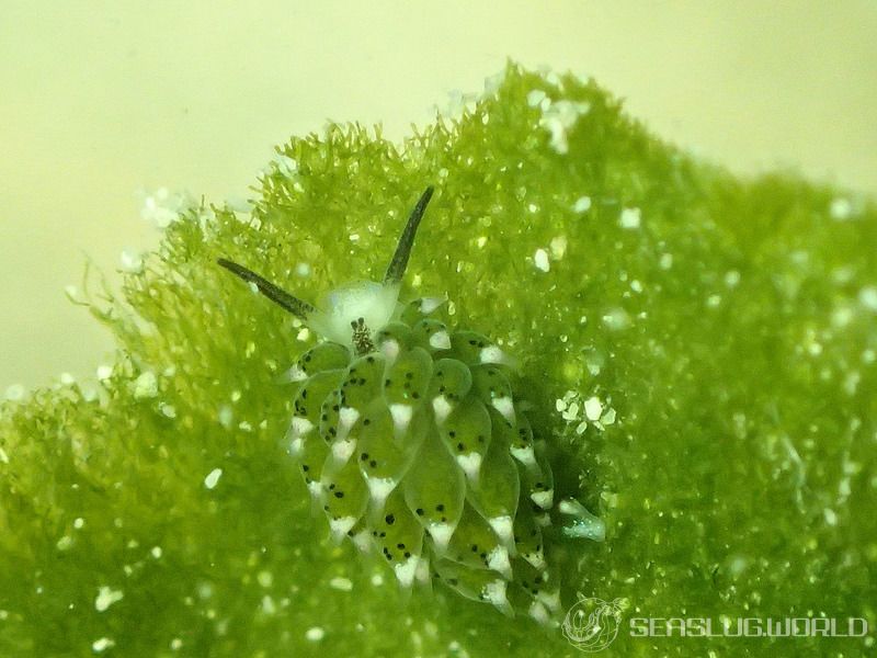 クサイロモウミウシ Costasiella paweli