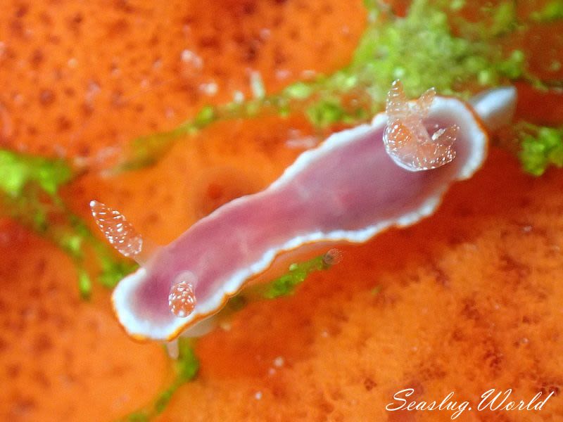 ウスクレナイウミウシ Goniobranchus sp. 5