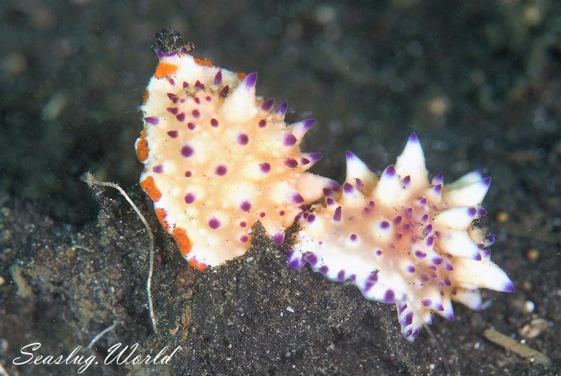 レンゲウミウシ Mexichromis multituberculata