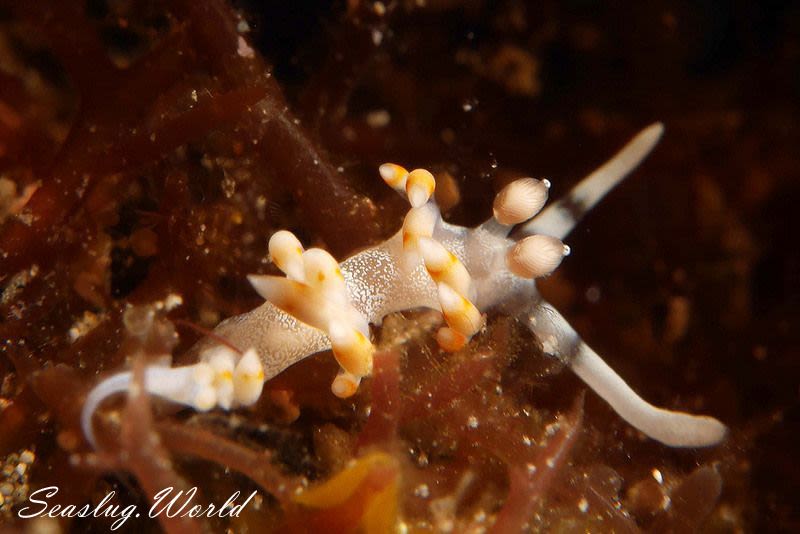 ケラマミノウミウシ Samla bicolor