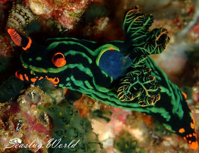 アカフチリュウグウウミウシ Nembrotha kubaryana