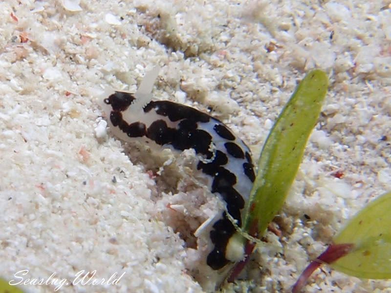 クロシタナシウミウシ属の一種 1 Dendrodoris sp. 1