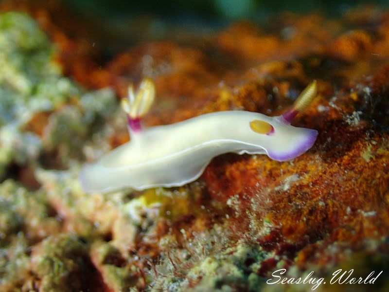 ゾウゲイロウミウシ Hypselodoris bullockii