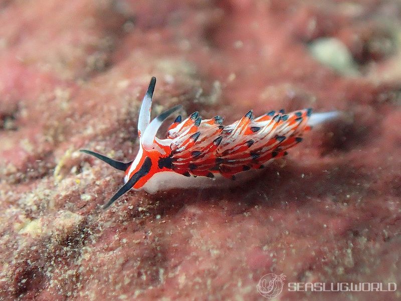 ツマグロミノウミウシ Eubranchus mimeticus