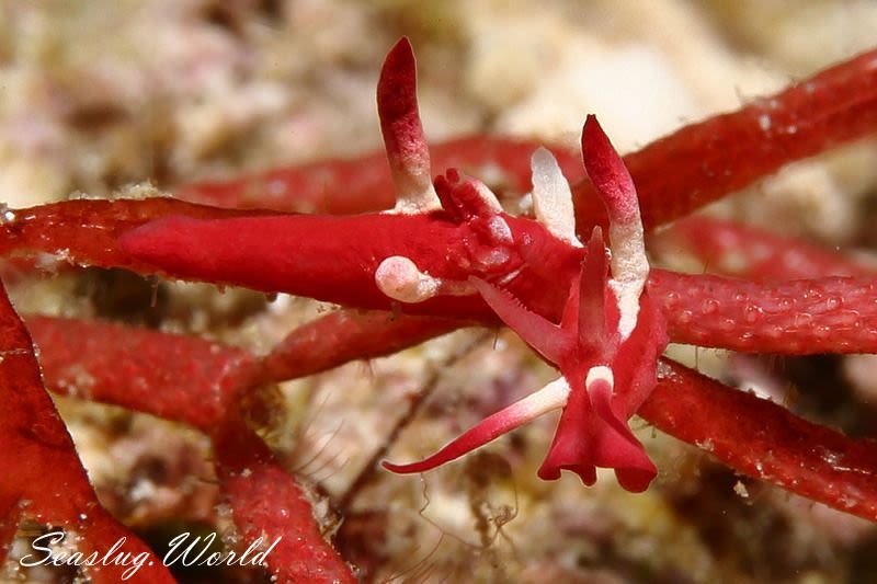 アカイバラウミウシ Ceratodoris kondoi