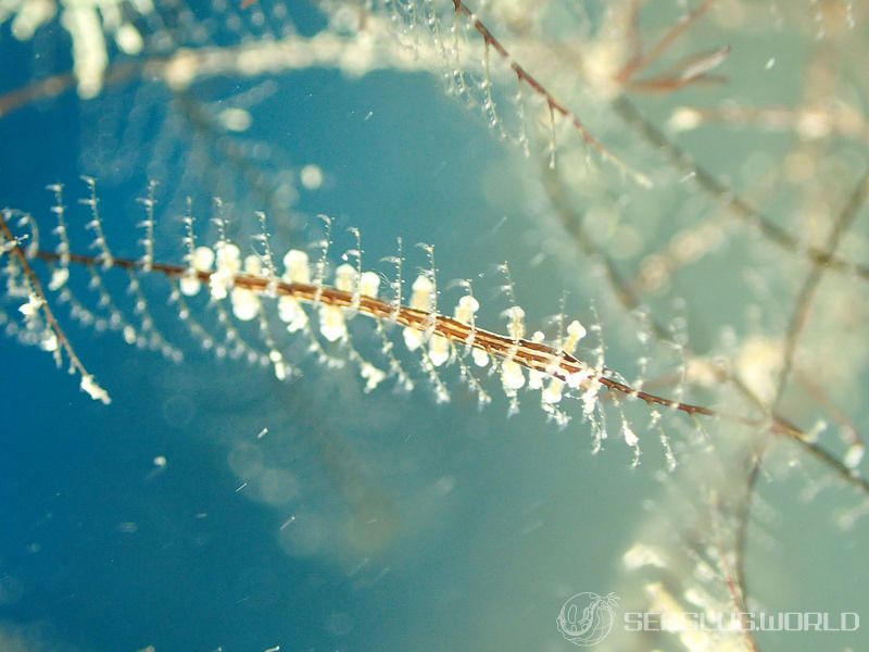 ヤマンバミノウミウシ Eubranchus putnami