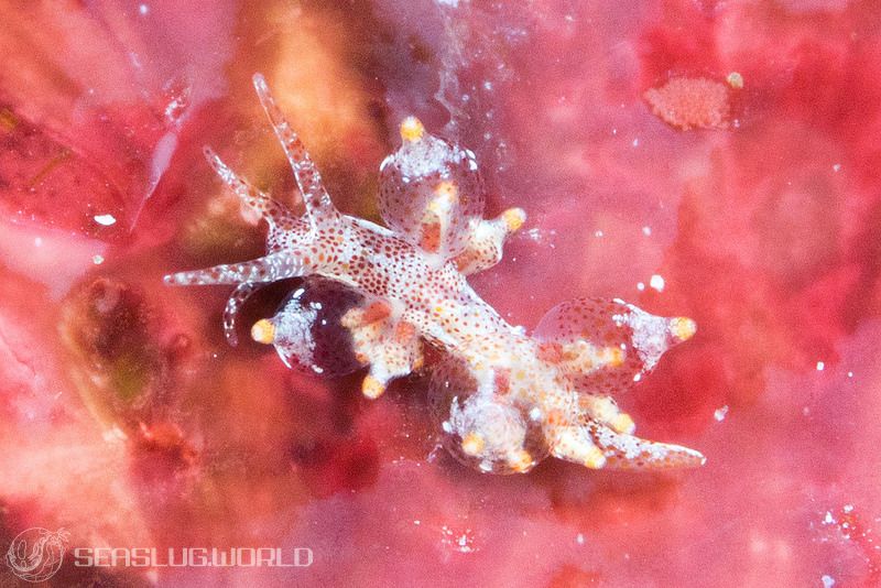 イリエヒメミノウミウシ Eubranchus sp. 8