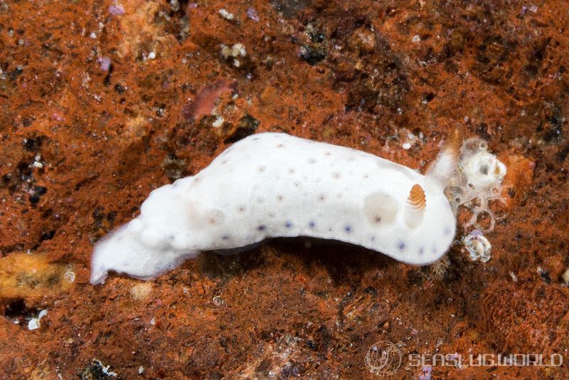 クボミイロウミウシ Hypselodoris lacuna