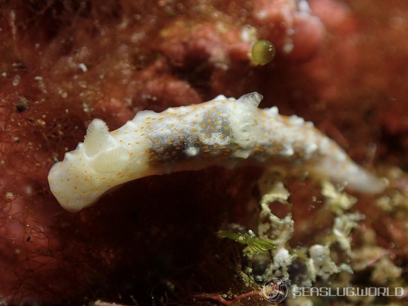 オキナワキヌハダウミウシ Gymnodoris okinawae