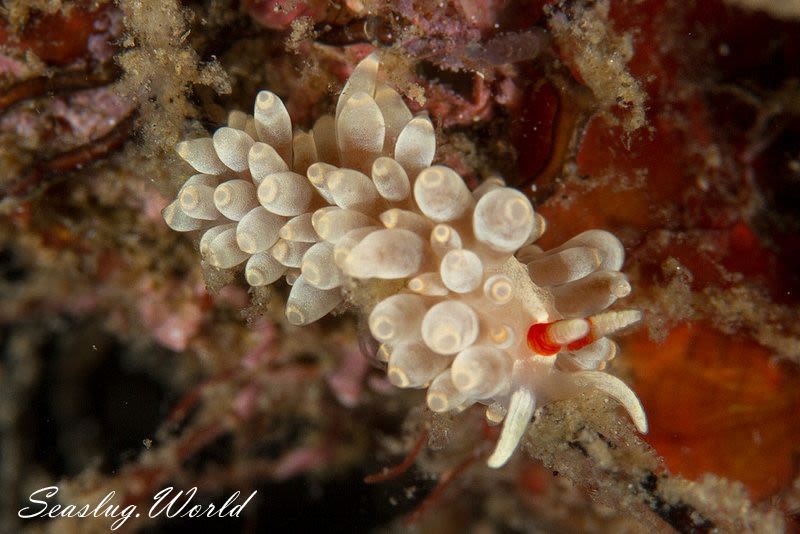 カトリオーナ・オセザキエンシス Catriona osezakiensis