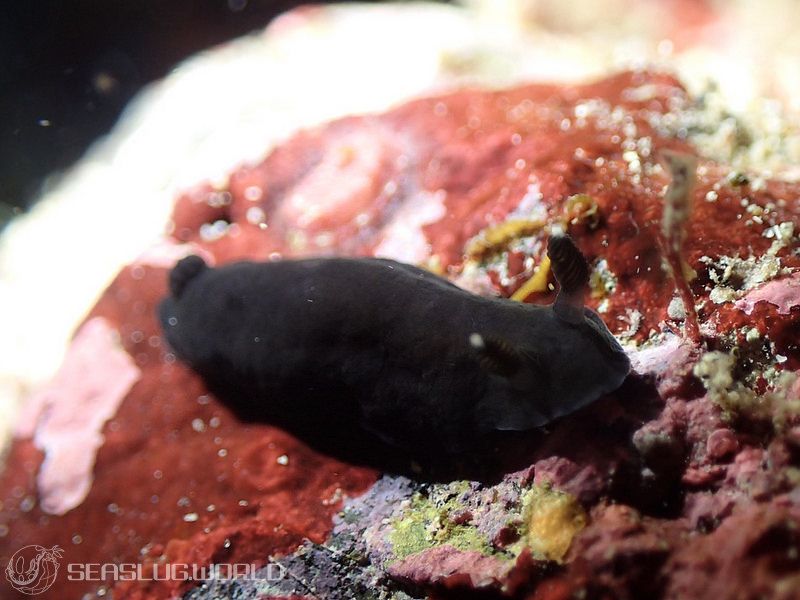 ホンクロシタナシウミウシ Dendrodoris nigra