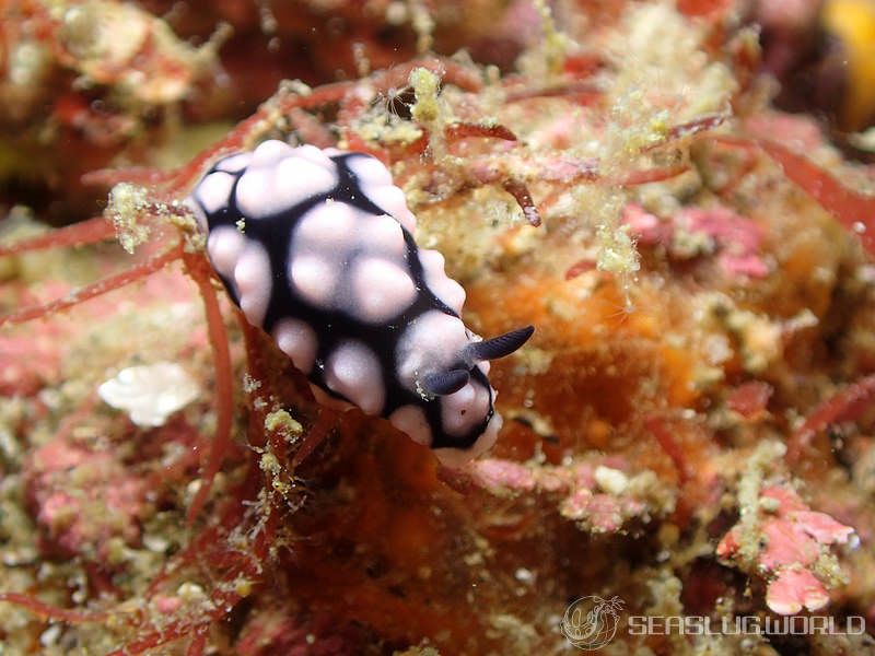 ワモンイボウミウシ Phyllidiella annulata