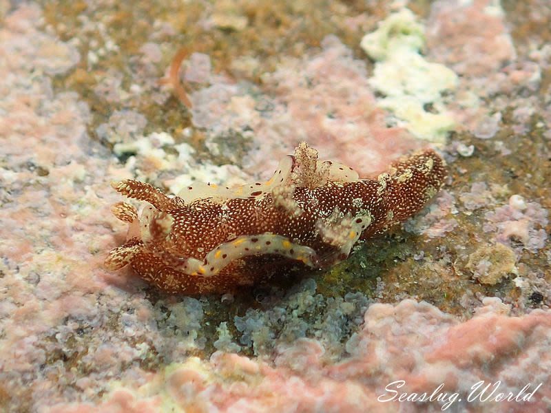 コネコウミウシ Pelagella joubini