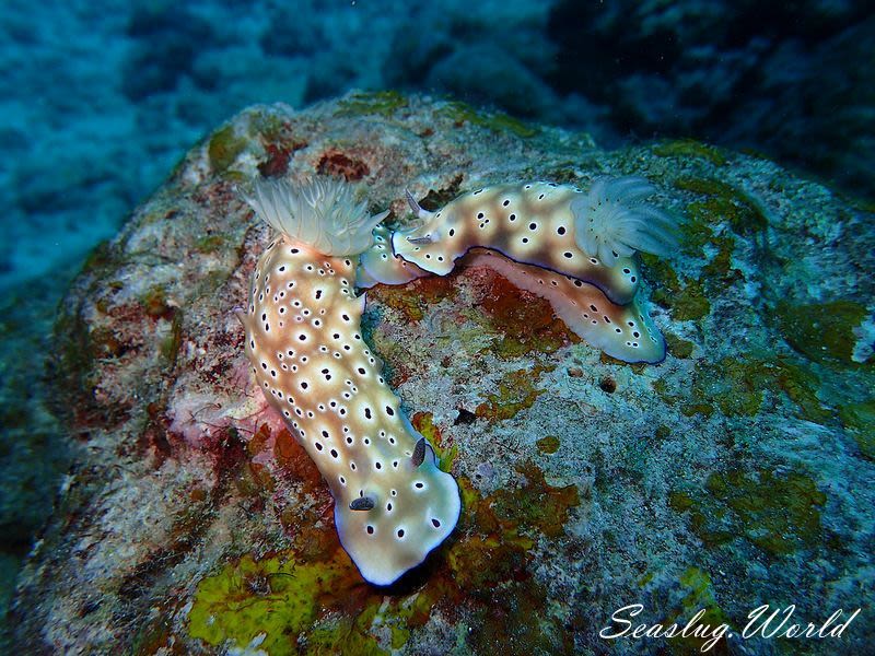 マダライロウミウシ Hypselodoris tryoni