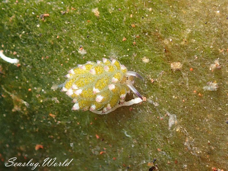 クサイロモウミウシ Costasiella paweli